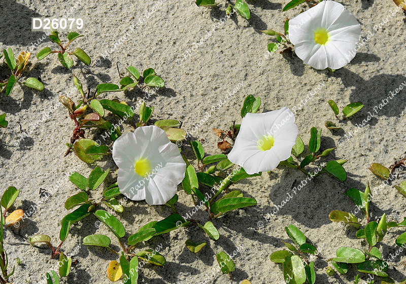 Beach Morning-glory (Ipomoea imperati)